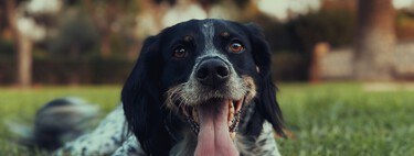 A diferencia de los lobos, los perros evolucionaron hacia los ojos marrones. Lo hicieron para ser nuestros amigos 