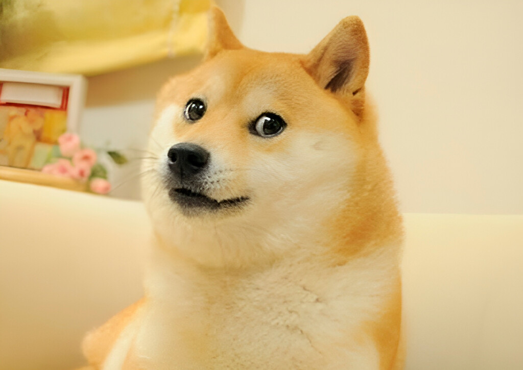 Ha muerto una de las figuras más conocidas de internet: la perra shiba inu de la criptomoneda Dogecoin
