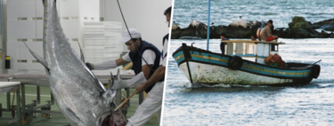 Hemos encontrado 1.000 kilos de atún podrido flotando cerca de Mallorca. No es la primera vez que pasa ni será la última 