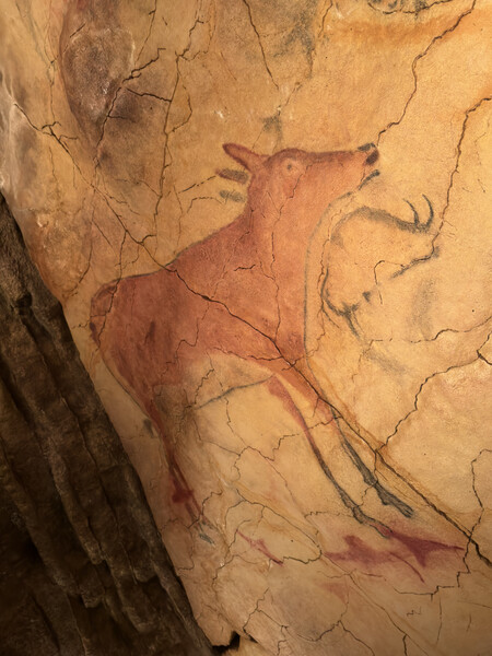 La cierva. Es curioso, porque el vientre está sobre un abultamiento natural de la roca, lo que podría indicar que la cierva estaba preñada. 18.500 años de antigüedad | Imagen: Xataka