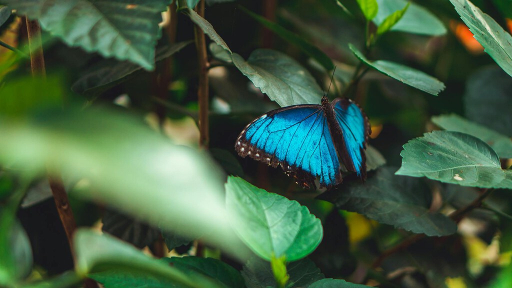 Ni animales ni plantas quieren “vestirse” de azul. Tienen sus motivos 