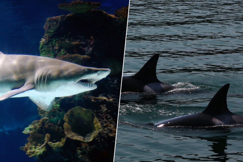 La costa del terror para los tiburones. Ha aparecido un nuevo depredador en la costa de México 