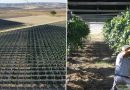 Una bodega italiana instaló paneles solares sobre sus viñedos y descubrió algo inesperado: mejoran la calidad del vino