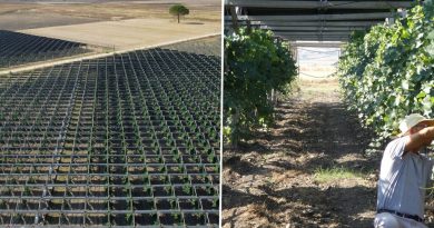 Una bodega italiana instaló paneles solares sobre sus viñedos y descubrió algo inesperado: mejoran la calidad del vino