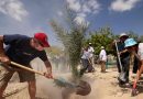 Investigadores revivieron una planta ancestral con propiedades terapéuticas desde una semilla milenaria