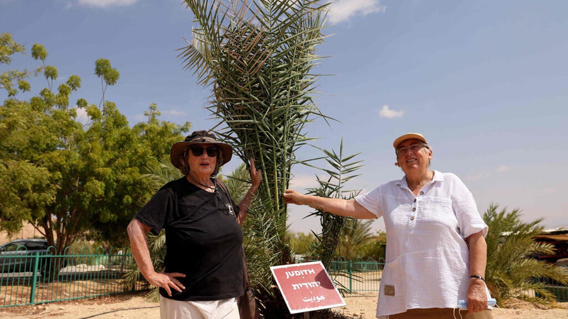 Las científicas israelíes Sarah Sallon y Elaine Solowey se encuentran junto a 'Judith', una palmera femenina germinada a partir de semillas de 1000 años de antigüedad descubiertas en el desierto de Judea, antes de trasplantarla al suelo del desierto del Néguev, en el Kibbutz Ketura en el sur de Israel (Photo: AFP)