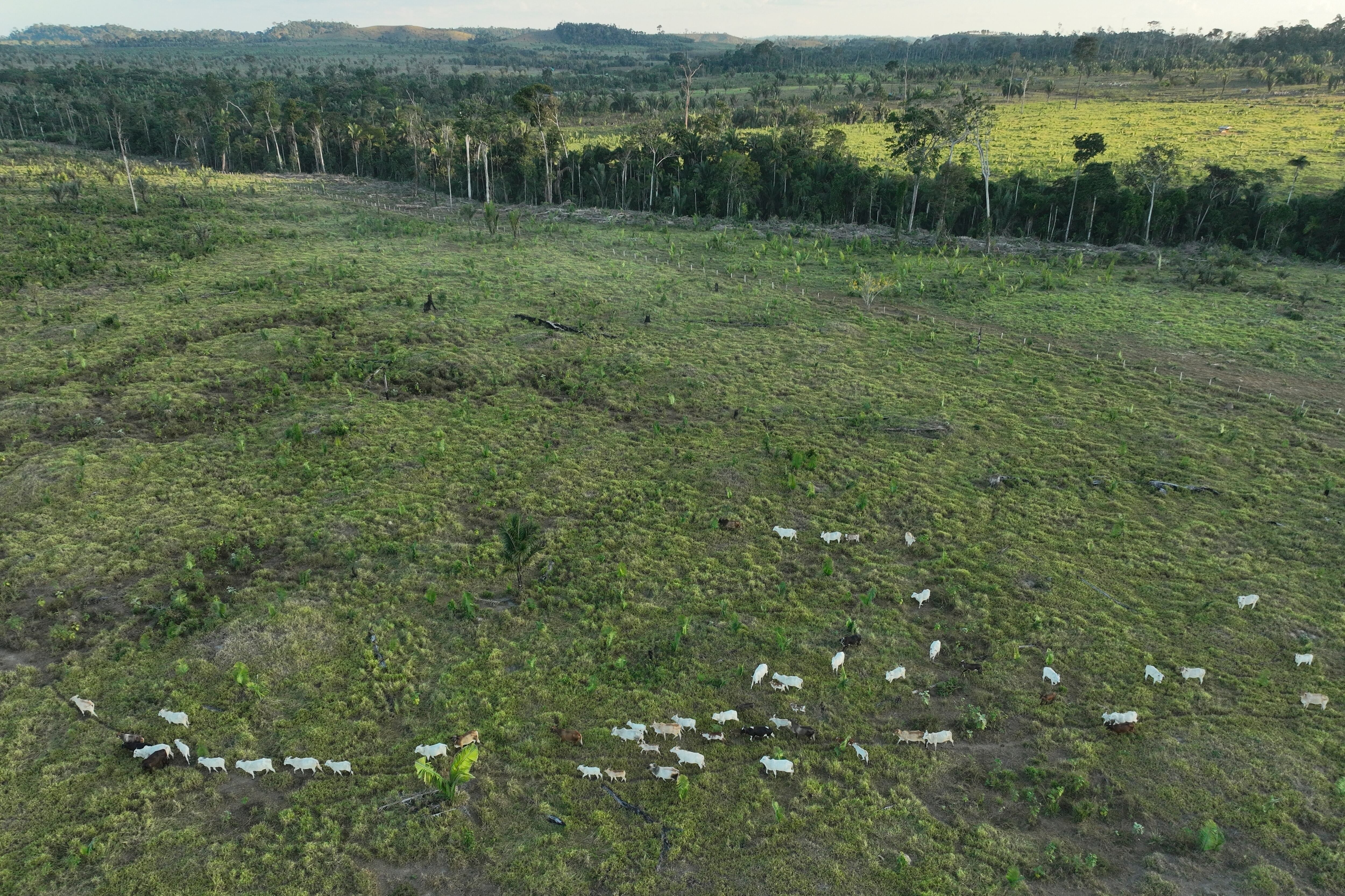 La deforestación es un problema ambiental presente en distintas comunidades de América Latina. (AP Foto/André Penner, Archivo)