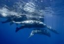 En 2016, una población de ballenas desapareció de la costa mexicana. El motivo es que se habían quedado sin comida