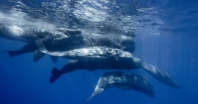 En 2016, una población de ballenas desapareció de la costa mexicana. El motivo es que se habían quedado sin comida