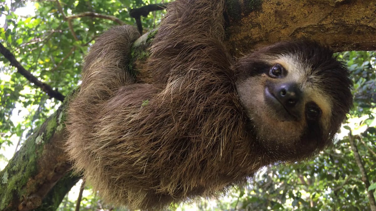 Tras la muerte del animal, las autoridades descubrieron que vivía en pésimas condiciones. La intervención rápida y efectiva destapó el ilícito aprovechamiento de recursos - crédito Sloth Conservation