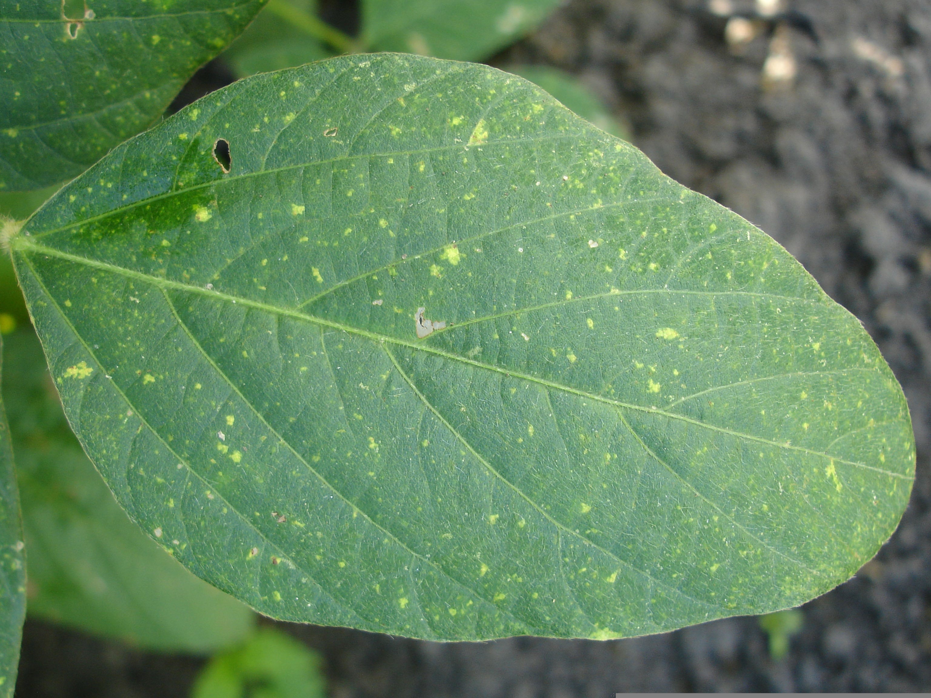 Los hongos en las plantas aparecen, por lo general, durante las épocas de lluvias, humedad y altas temperaturas